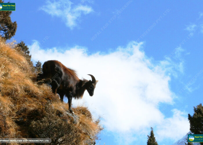 Nepal Faie steo trekking- himalayan thar at everest region