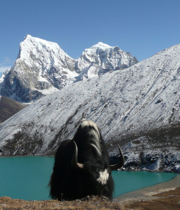 Nepal fair step trekking-Yak-mountain-Gokyo lake