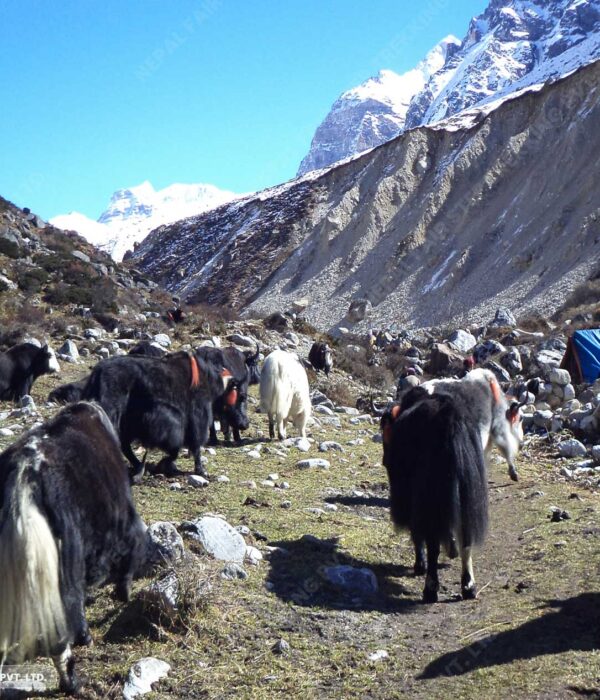 Nepal Fair step trekking-yak that founf in hikanchanjunga region