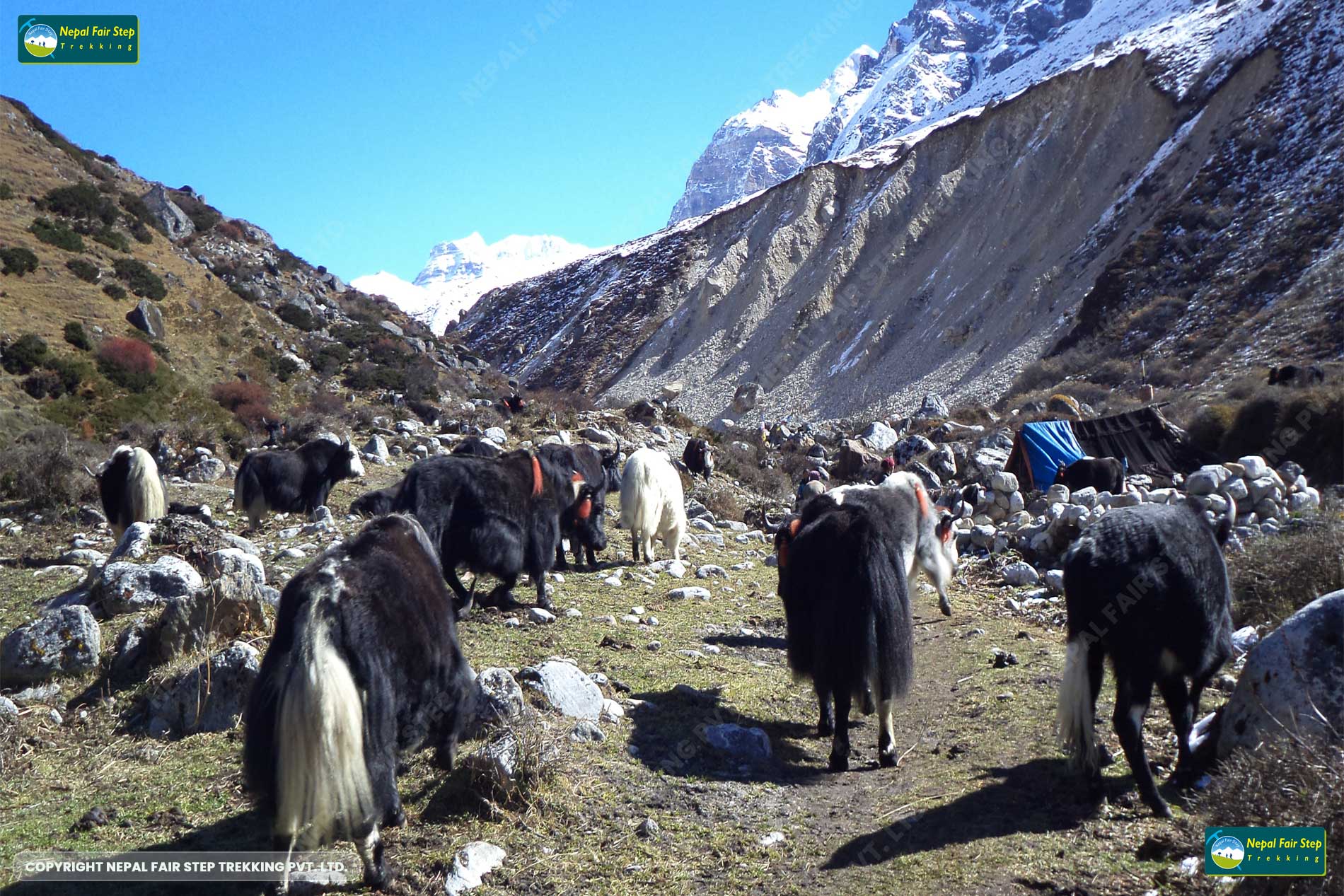 Nepal Fair step trekking-yak that founf in hikanchanjunga region