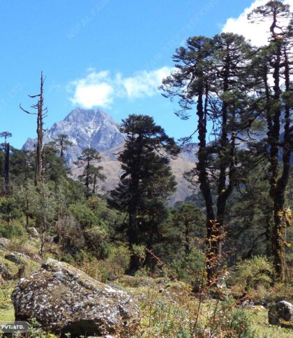 Nepal fair step trekking- kanchanjunga forests