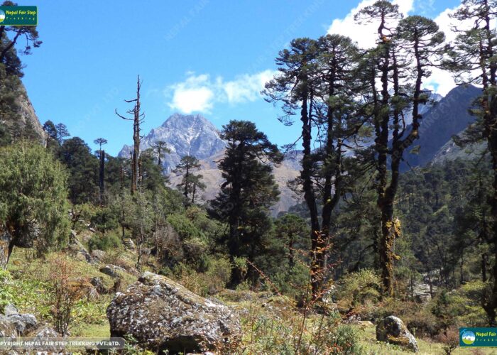 Nepal fair step trekking- kanchanjunga forests